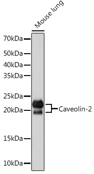Western blot analysis of lysates from Mouse lung, using Caveolin-2  Rabbit mAb at 1:1000 dilution.|Secondary antibody: HRP-conjugated Goat anti-Rabbit IgG (H+L) at 1:10000 dilution.|Lysates/proteins: 25μg per lane.|Blocking buffer: 3% nonfat dry milk in TBST.|Detection: ECL Basic Kit.|Exposure time: 1s.