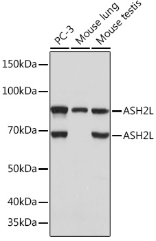 Western blot analysis of various lysates using ASH2L Rabbit mAb at 1:1000 dilution.|Secondary antibody: HRP-conjugated Goat anti-Rabbit IgG (H+L) at 1:10000 dilution.|Lysates/proteins: 25μg per lane.|Blocking buffer: 3% nonfat dry milk in TBST.|Detection: ECL Basic Kit.|Exposure time: 5s.