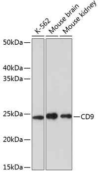 Western blot analysis of various lysates using CD9 Rabbit mAb at 1:1000 dilution.|Secondary antibody: HRP-conjugated Goat anti-Rabbit IgG (H+L) at 1:10000 dilution.|Lysates/proteins: 25μg per lane.|Blocking buffer: 3% nonfat dry milk in TBST.|Detection: ECL Basic Kit.|Exposure time: 60s.