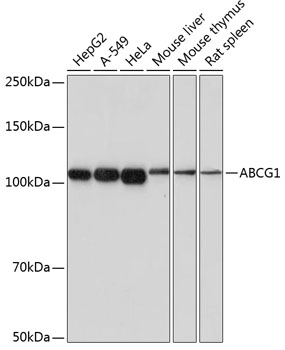 Western blot analysis of various lysates using ABCG1 Rabbit mAb at 1:1000 dilution.|Secondary antibody: HRP-conjugated Goat anti-Rabbit IgG (H+L) at 1:10000 dilution.|Lysates/proteins: 25μg per lane.|Blocking buffer: 3% nonfat dry milk in TBST.|Detection: ECL Basic Kit.|Exposure time: 90s.
