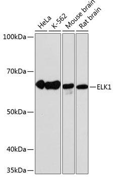 Western blot analysis of various lysates using ELK1 Rabbit mAb at 1:1000 dilution.|Secondary antibody: HRP-conjugated Goat anti-Rabbit IgG (H+L) at 1:10000 dilution.|Lysates/proteins: 25μg per lane.|Blocking buffer: 3% nonfat dry milk in TBST.|Detection: ECL Basic Kit.|Exposure time: 1min.