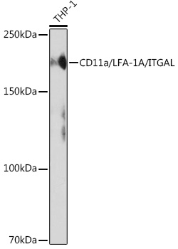 Western blot analysis of lysates from THP-1 cells, using CD11a/LFA-1A/ITGAL Rabbit mAb at 1:1000 dilution.|Secondary antibody: HRP-conjugated Goat anti-Rabbit IgG (H+L) at 1:10000 dilution.|Lysates/proteins: 25μg per lane.|Blocking buffer: 3% nonfat dry milk in TBST.|Detection: ECL Enhanced Kit.|Exposure time: 3min.