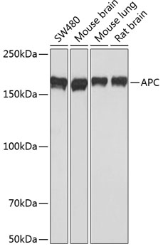 Western blot analysis of various lysates using APC Rabbit mAb at 1:1000 dilution.|Secondary antibody: HRP-conjugated Goat anti-Rabbit IgG (H+L) at 1:10000 dilution.|Lysates/proteins: 25μg per lane.|Blocking buffer: 3% nonfat dry milk in TBST.|Detection: ECL Basic Kit.|Exposure time: 3min.
