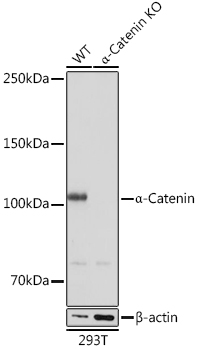Western blot analysis of lysates from wild type (WT) and α-Catenin knockout (KO) 293T cells, using [KO Validated] α-Catenin Rabbit mAb (A19004) at 1:1000 dilution.|Secondary antibody: HRP-conjugated Goat anti-Rabbit IgG (H+L) (AS014) at 1:10000 dilution.|Lysates/proteins: 25μg per lane.|Blocking buffer: 3% nonfat dry milk in TBST.|Detection: ECL Basic Kit (RM00020).|Exposure time: 1s.