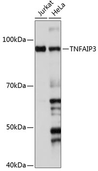 Western blot analysis of various lysates using TNFAIP3 Rabbit mAb (A19128) at 1:1000 dilution.|Secondary antibody: HRP-conjugated Goat anti-Rabbit IgG (H+L) (AS014) at 1:10000 dilution.|Lysates/proteins: 25μg per lane.|Blocking buffer: 3% nonfat dry milk in TBST.|Detection: ECL Basic Kit (RM00020).|Exposure time: 5s.