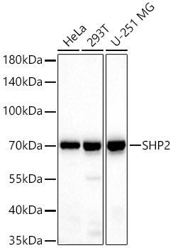 Western blot analysis of various lysates using SHP2 Rabbit mAb at 1:1000 dilution incubated at room temperature for 1.5 hours.|Secondary antibody: HRP-conjugated Goat anti-Rabbit IgG (H+L) at 1:10000 dilution.|Lysates/proteins: 25 μg per lane.|Blocking buffer: 3% nonfat dry milk in TBST.|Detection: ECL Basic Kit.|Exposure time: 60 s.