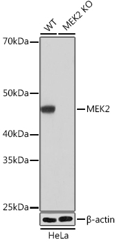 Western blot analysis of lysates from wild type (WT) and MEK2 knockout (KO) HeLa cells, using [KO Validated] MEK2 Rabbit mAb (A19078) at 1:1000 dilution.|Secondary antibody: HRP-conjugated Goat anti-Rabbit IgG (H+L) (AS014) at 1:10000 dilution.|Lysates/proteins: 25μg per lane.|Blocking buffer: 3% nonfat dry milk in TBST.|Detection: ECL Basic Kit (RM00020).|Exposure time: 1s.