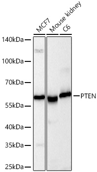 Western blot analysis of various lysates using PTEN Rabbit mAb at 1:1000 dilution incubated overnight at 4℃.|Secondary antibody: HRP-conjugated Goat anti-Rabbit IgG (H+L) at 1:10000 dilution.|Lysates/proteins: 25 μg per lane.|Blocking buffer: 3% nonfat dry milk in TBST.|Detection: ECL Basic Kit.|Exposure time: 45s.