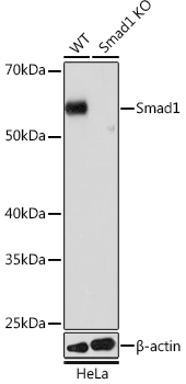 Western blot analysis of lysates from wild type (WT) and Smad1 knockout (KO) HeLa cells, using [KO Validated] Smad1 Rabbit mAb (A23492) at 1:1000 dilution.|Secondary antibody: HRP-conjugated Goat anti-Rabbit IgG (H+L) (AS014) at 1:10000 dilution.|Lysates/proteins: 25μg per lane.|Blocking buffer: 3% nonfat dry milk in TBST.|Detection: ECL Basic Kit (RM00020).|Exposure time: 30s.