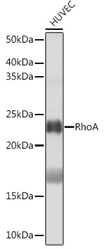 Western blot analysis of lysates from HUVEC cells, using RhoA Rabbit mAb at 1:1000 dilution.|Secondary antibody: HRP-conjugated Goat anti-Rabbit IgG (H+L) at 1:10000 dilution.|Lysates/proteins: 25μg per lane.|Blocking buffer: 3% nonfat dry milk in TBST.|Detection: ECL Basic Kit.|Exposure time: 3min.