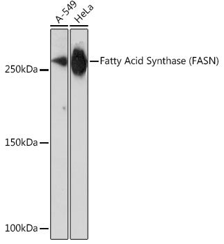 Western blot analysis of various lysates using Fatty Acid Synthase (FASN) Rabbit mAb at 1:1000 dilution.|Secondary antibody: HRP-conjugated Goat anti-Rabbit IgG (H+L) at 1:10000 dilution.|Lysates/proteins: 25μg per lane.|Blocking buffer: 3% nonfat dry milk in TBST.|Detection: ECL Enhanced Kit.|Exposure time: 3min.
