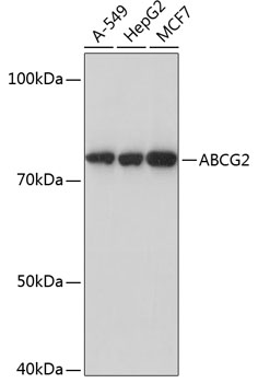Western blot analysis of various lysates using ABCG2 Rabbit mAb at 1:1000 dilution.|Secondary antibody: HRP-conjugated Goat anti-Rabbit IgG (H+L) at 1:10000 dilution.|Lysates/proteins: 25μg per lane.|Blocking buffer: 3% nonfat dry milk in TBST.|Detection: ECL Basic Kit.|Exposure time: 10s.
