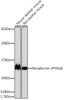 Western blot analysis of various lysates using Parvalbumin (PVALB) Rabbit mAb at 1:1000 dilution.|Secondary antibody: HRP-conjugated Goat anti-Rabbit IgG (H+L) at 1:10000 dilution.|Lysates/proteins: 25μg per lane.|Blocking buffer: 3% nonfat dry milk in TBST.|Detection: ECL Basic Kit.|Exposure time: 1s.