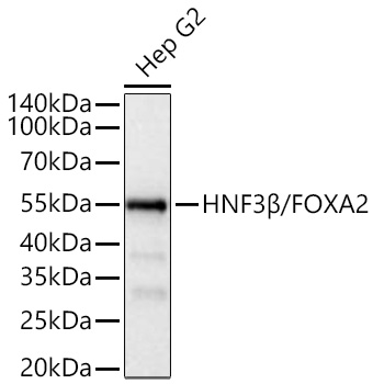 Western blot analysis of lysates from Hep G2 cells using HNF3β/FOXA2 Rabbit mAb at 1:1000 dilution incubated at room temperature for 1.5 hours.|Secondary antibody: HRP-conjugated Goat anti-Rabbit IgG (H+L) at 1:10000 dilution.|Lysates/proteins: 25 μg per lane.|Blocking buffer: 3% nonfat dry milk in TBST.|Detection: ECL Basic Kit.|Exposure time: 45s.