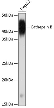 Western blot analysis of lysates from HepG2 cells using Cathepsin B Rabbit mAb at 1:1000 dilution incubated overnight at 4℃.|Secondary antibody: HRP-conjugated Goat anti-Rabbit IgG (H+L) at 1:10000 dilution.|Lysates/proteins: 25μg per lane.|Blocking buffer: 3% nonfat dry milk in TBST.|Detection: ECL Basic Kit.|Exposure time: 1min.