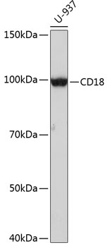 Western blot analysis of lysates from U-937 cells, using CD18 Rabbit mAb at 1:1000 dilution.|Secondary antibody: HRP-conjugated Goat anti-Rabbit IgG (H+L) at 1:10000 dilution.|Lysates/proteins: 25μg per lane.|Blocking buffer: 3% nonfat dry milk in TBST.|Detection: ECL Enhanced Kit.|Exposure time: 3min.