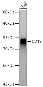 Western blot analysis of lysates from Raji cells using CD19 Rabbit mAb at 1:1000 dilution.|Secondary antibody: HRP-conjugated Goat anti-Rabbit IgG (H+L) at 1:10000 dilution.|Lysates/proteins: 25μg per lane.|Blocking buffer: 3% nonfat dry milk in TBST.|Detection: ECL Enhanced Kit.|Exposure time: 3min.