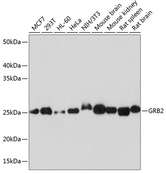 Western blot analysis of various lysates using GRB2 Rabbit mAb at 1:1000 dilution.|Secondary antibody: HRP-conjugated Goat anti-Rabbit IgG (H+L) at 1:10000 dilution.|Lysates/proteins: 25μg per lane.|Blocking buffer: 3% nonfat dry milk in TBST.|Detection: ECL Basic Kit.|Exposure time: 5s.