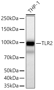 Western blot analysis of lysates from THP-1 cells using TLR2 Rabbit mAb at 1:1000 dilution incubated overnight at 4℃.|Secondary antibody: HRP-conjugated Goat anti-Rabbit IgG (H+L) at 1:10000 dilution.|Lysates/proteins: 25 μg per lane.|Blocking buffer: 3% nonfat dry milk in TBST.|Detection: ECL Basic Kit.|Exposure time: 45s.