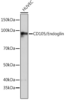 Western blot analysis of lysates from HUVEC cells, using CD105/Endoglin Rabbit mAb at 1:1000 dilution.|Secondary antibody: HRP-conjugated Goat anti-Rabbit IgG (H+L) at 1:10000 dilution.|Lysates/proteins: 25μg per lane.|Blocking buffer: 3% nonfat dry milk in TBST.|Detection: ECL Basic Kit.|Exposure time: 60s.