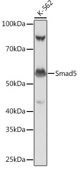 Western blot analysis of lysates from K-562 cells, using Smad5 Rabbit mAb at 1:1000 dilution.|Secondary antibody: HRP-conjugated Goat anti-Rabbit IgG (H+L) at 1:10000 dilution.|Lysates/proteins: 25μg per lane.|Blocking buffer: 3% nonfat dry milk in TBST.|Detection: ECL Basic Kit.|Exposure time: 1s.