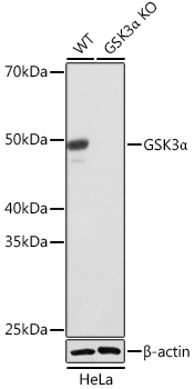 Western blot analysis of lysates from wild type (WT) and GSK3α knockout (KO) HeLa cells, using [KO Validated] GSK3α Rabbit mAb (A19060) at 1:1000 dilution.|Secondary antibody: HRP-conjugated Goat anti-Rabbit IgG (H+L) (AS014) at 1:10000 dilution.|Lysates/proteins: 25μg per lane.|Blocking buffer: 3% nonfat dry milk in TBST.|Detection: ECL Basic Kit (RM00020).|Exposure time: 10s.