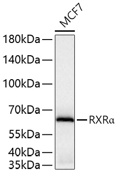 Western blot analysis of lysates from MCF7 cells using RXRα Rabbit mAb at 1:5000 dilution incubated overnight at 4℃.|Secondary antibody: HRP-conjugated Goat anti-Rabbit IgG (H+L) at 1:10000 dilution.|Lysates/proteins: 25 μg per lane.|Blocking buffer: 3% nonfat dry milk in TBST.|Detection: ECL Basic Kit.|Exposure time: 30 s.