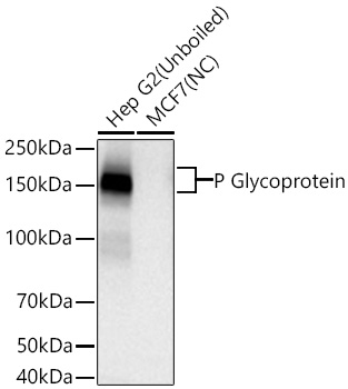 Western blot analysis of various lysates using [KO Validated] P Glycoprotein Rabbit mAb (A19093) at 1:3000 dilution incubated overnight at 4℃.|Secondary antibody: HRP-conjugated Goat anti-Rabbit IgG (H+L) (AS014) at 1:10000 dilution.|Lysates/proteins: 25 μg per lane.|Blocking buffer: 3% nonfat dry milk in TBST.|Detection: ECL Basic Kit (RM00020).|Negative control (NC): MCF7|Exposure time: 30s.