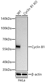 Western blot analysis of lysates from wild type (WT) and Cyclin B1 knockout (KO) HeLa cells using [KO Validated] Cyclin B1 Rabbit mAb (A19037) at 1:5000 dilution incubated at room temperature for 1.5 hours.|Secondary antibody: HRP-conjugated Goat anti-Rabbit IgG (H+L) (AS014) at 1:10000 dilution.|Lysates/proteins: 25 μg per lane.|Blocking buffer: 3% nonfat dry milk in TBST.|Detection: ECL Basic Kit (RM00020).|Exposure time: 45s.