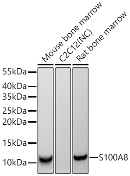 Western blot analysis of various lysates using S100A8 Rabbit mAb at 1:1000 dilution incubated at room temperature for 1.5 hours.|Secondary antibody: HRP-conjugated Goat anti-Rabbit IgG (H+L) at 1:10000 dilution.|Lysates/proteins: 25 μg per lane.|Blocking buffer: 3% nonfat dry milk in TBST.|Detection: ECL Basic Kit.|Negative control (NC): C2C12.|Exposure time: 10s.