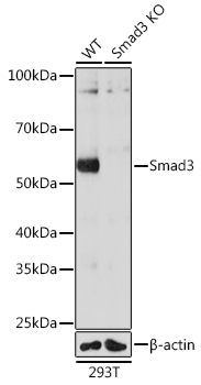 Western blot analysis of lysates from wild type (WT) and Smad3 knockout (KO) 293T cells, using [KO Validated] Smad3 Rabbit mAb (A23491) at 1:1000 dilution.|Secondary antibody: HRP-conjugated Goat anti-Rabbit IgG (H+L) (AS014) at 1:10000 dilution.|Lysates/proteins: 25μg per lane.|Blocking buffer: 3% nonfat dry milk in TBST.|Detection: ECL Basic Kit (RM00020).|Exposure time: 10s.