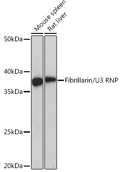 Western blot analysis of various lysates using Fibrillarin/U3 RNP Rabbit mAb at 1:1000 dilution.|Secondary antibody: HRP-conjugated Goat anti-Rabbit IgG (H+L) at 1:10000 dilution.|Lysates/proteins: 25μg per lane.|Blocking buffer: 3% nonfat dry milk in TBST.|Detection: ECL Basic Kit.|Exposure time: 10s.