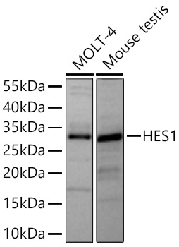 Western blot analysis of various lysates using HES1 Rabbit mAb at 1:1000 dilution incubated overnight at 4℃.|Secondary antibody: HRP-conjugated Goat anti-Rabbit IgG (H+L) at 1:10000 dilution.|Lysates/proteins: 25 μg per lane.|Blocking buffer: 3% nonfat dry milk in TBST.|Detection: ECL Basic Kit.|Exposure time: 45s.
