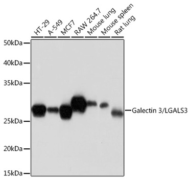 Western blot analysis of various lysates using Galectin 3/LGALS3 Rabbit mAb at 1:1000 dilution.|Secondary antibody: HRP-conjugated Goat anti-Rabbit IgG (H+L) at 1:10000 dilution.|Lysates/proteins: 25μg per lane.|Blocking buffer: 3% nonfat dry milk in TBST.|Detection: ECL Basic Kit.|Exposure time: 10s.