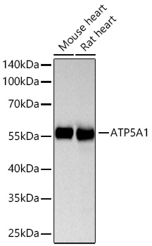 Western blot analysis of various lysates using ATP5A1 Rabbit mAb at 1:10000 dilution incubated overnight at 4℃.|Secondary antibody: HRP-conjugated Goat anti-Rabbit IgG (H+L) at 1:10000 dilution.|Lysates/proteins: 25 μg per lane.|Blocking buffer: 3% nonfat dry milk in TBST.|Detection: ECL Basic Kit.|Exposure time: 20s.