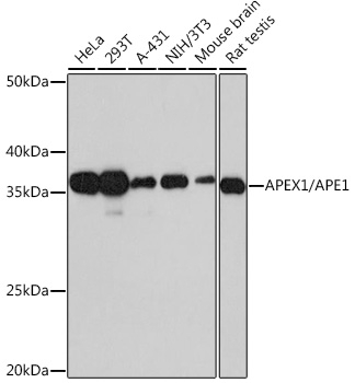 Western blot analysis of various lysates, using APEX1/APE1 Rabbit mAb at 1：1000 dilution.|Secondary antibody: HRP-conjugated Goat anti-Rabbit IgG (H+L) at 1:10000 dilution.|Lysates/proteins: 25μg per lane.|Blocking buffer: 3% nonfat dry milk in TBST.|Detection: ECL Basic Kit.|Exposure time: 10s.
