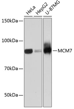 Western blot analysis of various lysates using MCM7 Rabbit mAb at 1:1000 dilution.|Secondary antibody: HRP-conjugated Goat anti-Rabbit IgG (H+L) at 1:10000 dilution.|Lysates/proteins: 25μg per lane.|Blocking buffer: 3% nonfat dry milk in TBST.|Detection: ECL Basic Kit.|Exposure time: 60s.