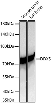 Western blot analysis of various lysates using DDX5 Rabbit mAb at 1:1000 dilution incubated overnight at 4℃.|Secondary antibody: HRP-conjugated Goat anti-Rabbit IgG (H+L) at 1:10000 dilution.|Lysates/proteins: 25 μg per lane.|Blocking buffer: 3% nonfat dry milk in TBST.|Detection: ECL Basic Kit.|Exposure time: 10s.