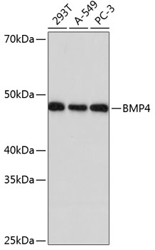 Western blot analysis of various lysates using BMP4 Rabbit mAb at 1：1000 dilution.|Secondary antibody: HRP-conjugated Goat anti-Rabbit IgG (H+L) at 1:10000 dilution.|Lysates/proteins: 25μg per lane.|Blocking buffer: 3% nonfat dry milk in TBST.|Detection: ECL Basic Kit.|Exposure time: 10s.