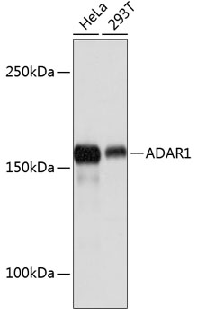 Western blot analysis of various lysates using ADAR1 Rabbit mAb at 1：1000 dilution.|Secondary antibody: HRP-conjugated Goat anti-Rabbit IgG (H+L) at 1:10000 dilution.|Lysates/proteins: 25μg per lane.|Blocking buffer: 3% nonfat dry milk in TBST.|Detection: ECL Basic Kit.|Exposure time: 10s.
