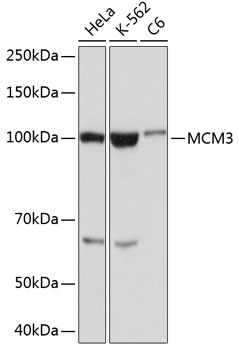 Western blot analysis of various lysates using MCM3 Rabbit mAb at 1:1000 dilution incubated overnight at 4℃.|Secondary antibody: HRP-conjugated Goat anti-Rabbit IgG (H+L) at 1:10000 dilution.|Lysates/proteins: 25μg per lane.|Blocking buffer: 3% nonfat dry milk in TBST.|Detection: ECL Basic Kit.|Exposure time: 10s.