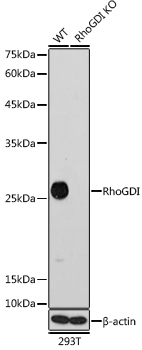 Western blot analysis of lysates from wild type (WT) and RhoGDI knockout (KO) 293T cells, using [KO Validated] RhoGDI Rabbit mAb (A11556) at 1:1000 dilution.|Secondary antibody: HRP-conjugated Goat anti-Rabbit IgG (H+L) (AS014) at 1:10000 dilution.|Lysates/proteins: 25μg per lane.|Blocking buffer: 3% nonfat dry milk in TBST.|Detection: ECL Basic Kit (RM00020).|Exposure time: 30s.