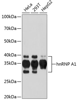 Western blot analysis of various lysates using hnRNP A1 Rabbit mAb at 1：1000 dilution.|Secondary antibody: HRP-conjugated Goat anti-Rabbit IgG (H+L) at 1:10000 dilution.|Lysates/proteins: 25μg per lane.|Blocking buffer: 3% nonfat dry milk in TBST.|Detection: ECL Basic Kit.|Exposure time: 60s.