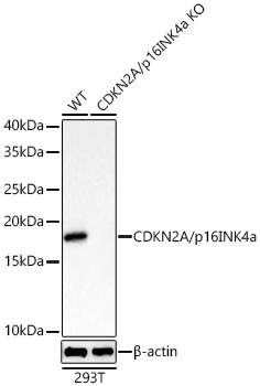 Western blot analysis of lysates from wild type (WT) and CDKN2A/p16INK4a knockout (KO) 293T cells using [KO Validated] CDKN2A/p16INK4a Rabbit mAb (A11651) at 1:5000 dilution incubated overnight at 4℃.|Secondary antibody: HRP-conjugated Goat anti-Rabbit IgG (H+L) (AS014) at 1:10000 dilution.|Lysates/proteins: 25 μg per lane.|Blocking buffer: 3% nonfat dry milk in TBST.|Detection: ECL Basic Kit (RM00020).|Exposure time: 20s.