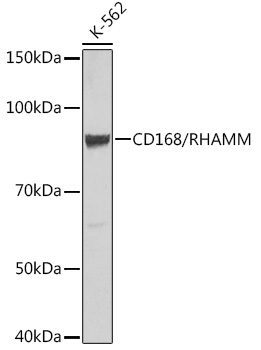 Western blot analysis of lysates from K-562 cells, using CD168/RHAMM Rabbit mAb at 1:500 dilution.|Secondary antibody: HRP-conjugated Goat anti-Rabbit IgG (H+L) at 1:10000 dilution.|Lysates/proteins: 25μg per lane.|Blocking buffer: 3% nonfat dry milk in TBST.|Detection: ECL Basic Kit.|Exposure time: 180s.