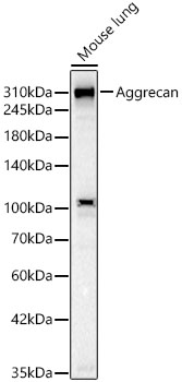 Western blot analysis of lysates from Mouse lung, using Aggrecan Rabbit mAb at 1:1000 dilution.|Secondary antibody: HRP-conjugated Goat anti-Rabbit IgG (H+L) at 1:10000 dilution.|Lysates/proteins: 25μg per lane.|Blocking buffer: 3% nonfat dry milk in TBST.|Detection: ECL Basic Kit.|Exposure time: 30s.