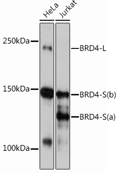 Western blot analysis of various lysates using BRD4 Rabbit mAb at 1：1000 dilution.|Secondary antibody: HRP-conjugated Goat anti-Rabbit IgG (H+L) at 1:10000 dilution.|Lysates/proteins: 25μg per lane.|Blocking buffer: 3% nonfat dry milk in TBST.|Detection: ECL Basic Kit.|Exposure time: 30s.