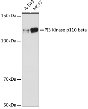 Western blot analysis of various lysates using PI3 Kinase p110 beta Rabbit mAb at 1:1000 dilution.|Secondary antibody: HRP-conjugated Goat anti-Rabbit IgG (H+L) at 1:10000 dilution.|Lysates/proteins: 25μg per lane.|Blocking buffer: 3% nonfat dry milk in TBST.|Detection: ECL Basic Kit.|Exposure time: 180s.