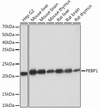 Western blot analysis of various lysates using PEBP1 Rabbit mAb at 1：1000 dilution.|Secondary antibody: HRP-conjugated Goat anti-Rabbit IgG (H+L) at 1:10000 dilution.|Lysates/proteins: 25μg per lane.|Blocking buffer: 3% nonfat dry milk in TBST.|Detection: ECL Basic Kit.|Exposure time: 10s.