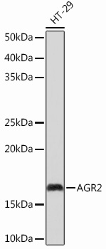 Western blot analysis of lysates from HT-29 cells, using AGR2 Rabbit mAb at 1：1000 dilution.|Secondary antibody: HRP-conjugated Goat anti-Rabbit IgG (H+L) at 1:10000 dilution.|Lysates/proteins: 25μg per lane.|Blocking buffer: 3% nonfat dry milk in TBST.|Detection: ECL Basic Kit.|Exposure time: 10s.